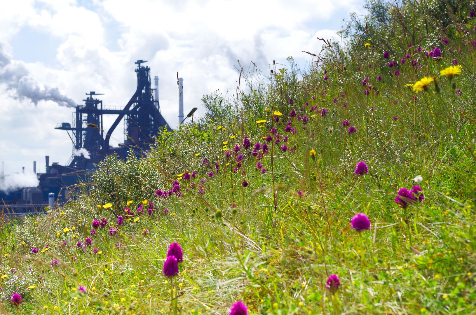 Tata Steel planta sobre la costa del Mar del Norte, cerca de